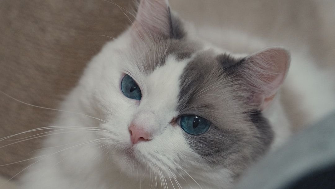 10 Cat Breeds That Truly Appreciate Leo Attention and Affection