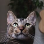 Cats Have a Sixth Sense for Danger: They Often Know Before You Do