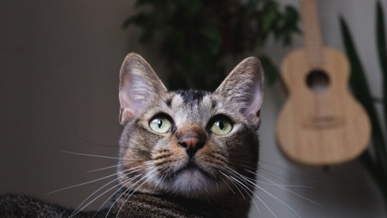 Cats Have a Sixth Sense for Danger: They Often Know Before You Do