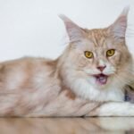 9 Cat Breeds That Challenge Virgo Patience More Than Expected