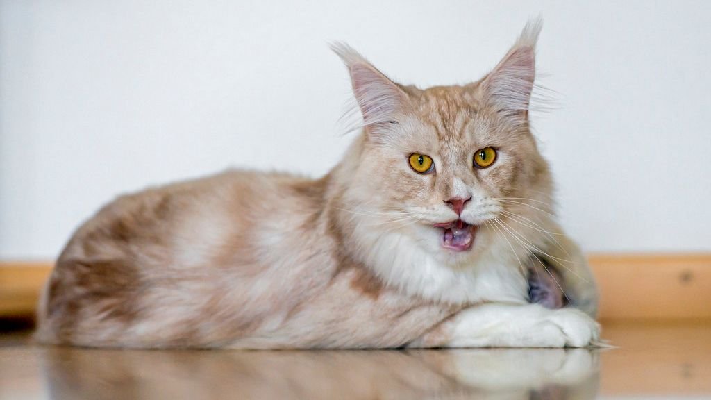 9 Cat Breeds That Challenge Virgo Patience More Than Expected