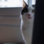 7 Everyday Household Sounds That Actually Terrify Your Feline Friend