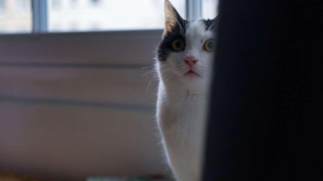 7 Everyday Household Sounds That Actually Terrify Your Feline Friend