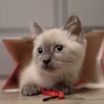 11 Signs Your Cat Is Secretly Obsessed With Their Favorite Toy