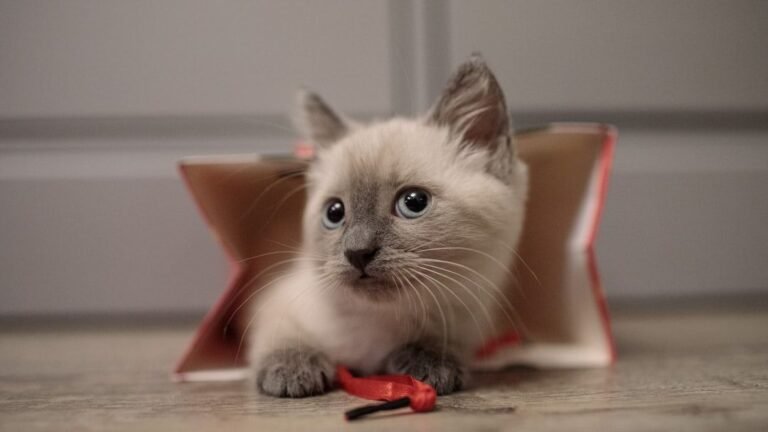 11 Signs Your Cat Is Secretly Obsessed With Their Favorite Toy
