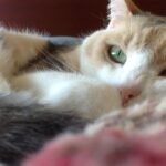 7 Times Your Cat's Staring Is Actually a Sign of Deep Affection