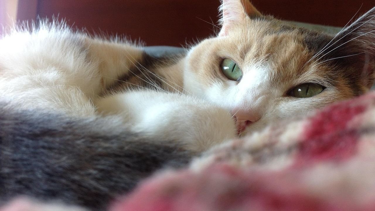 7 Times Your Cat's Staring Is Actually a Sign of Deep Affection