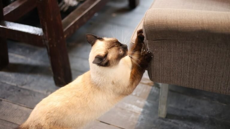 8 Natural Instincts Your House Cat Still Has (Even if You Don't See Them)