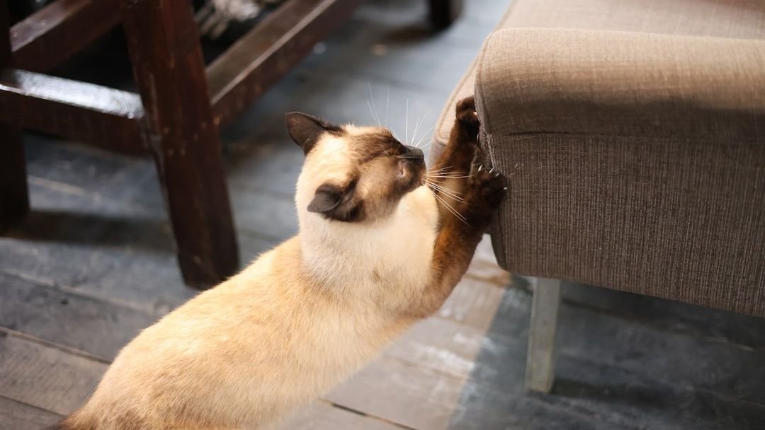 8 Natural Instincts Your House Cat Still Has (Even if You Don't See Them)