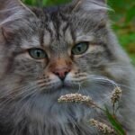 8 Cats That Love Sleeping Near Humans and 5 That Choose Isolation