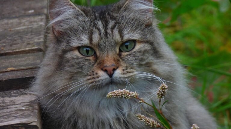 8 Cats That Love Sleeping Near Humans and 5 That Choose Isolation