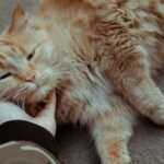 12 Simple Ways to Make Your Senior Cat's Golden Years More Comfortable