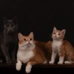 6 Myth-Busting Facts About Cat Temperaments You Won't Believe Are True