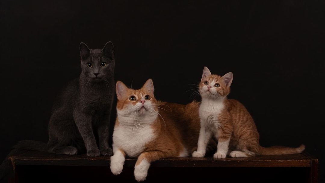 6 Myth-Busting Facts About Cat Temperaments You Won't Believe Are True