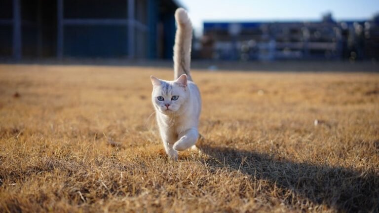 9 Unexpected Benefits of Allowing Your Cat to Explore Outdoors Safely