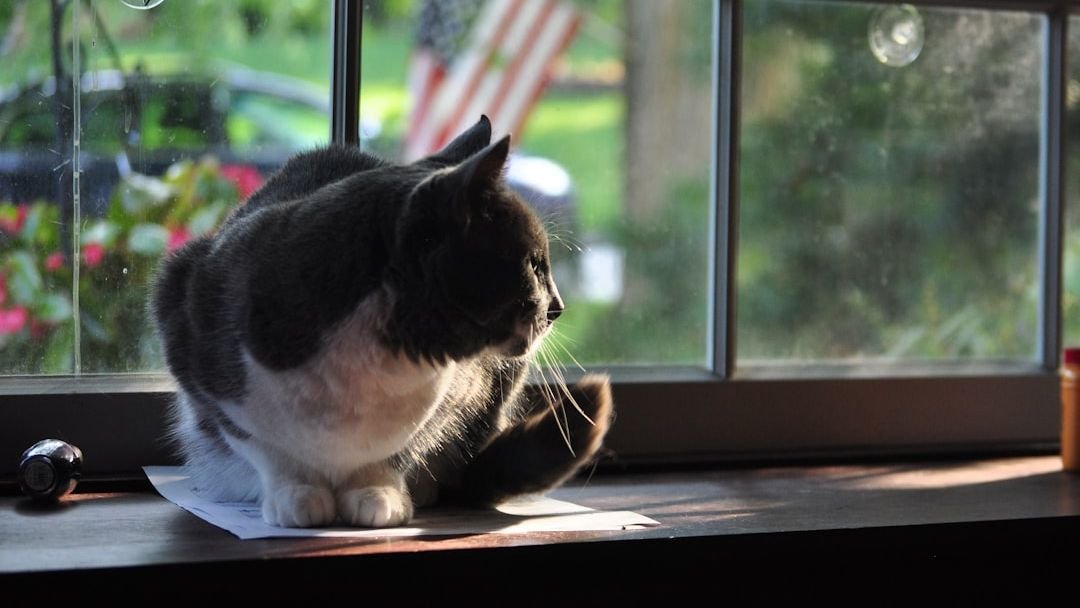 Is Your Cat a 'Window Watcher'? What They're Really Observing Out There