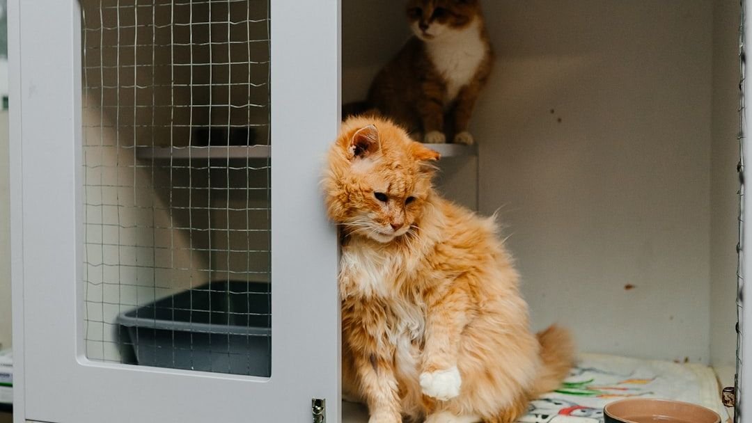 The Main Reasons Why Vets Say You Should Not Adopt a Shelter Cat