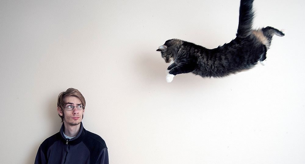 How Do Cats Always Land on Their Feet? The Physics Behind the Feline Flip
