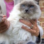 8 Silent Cat Breeds Perfect For Seniors That Love Their Peace And Quiet