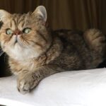 10 Cats That Are Calm Indoors and 6 That Become Restless