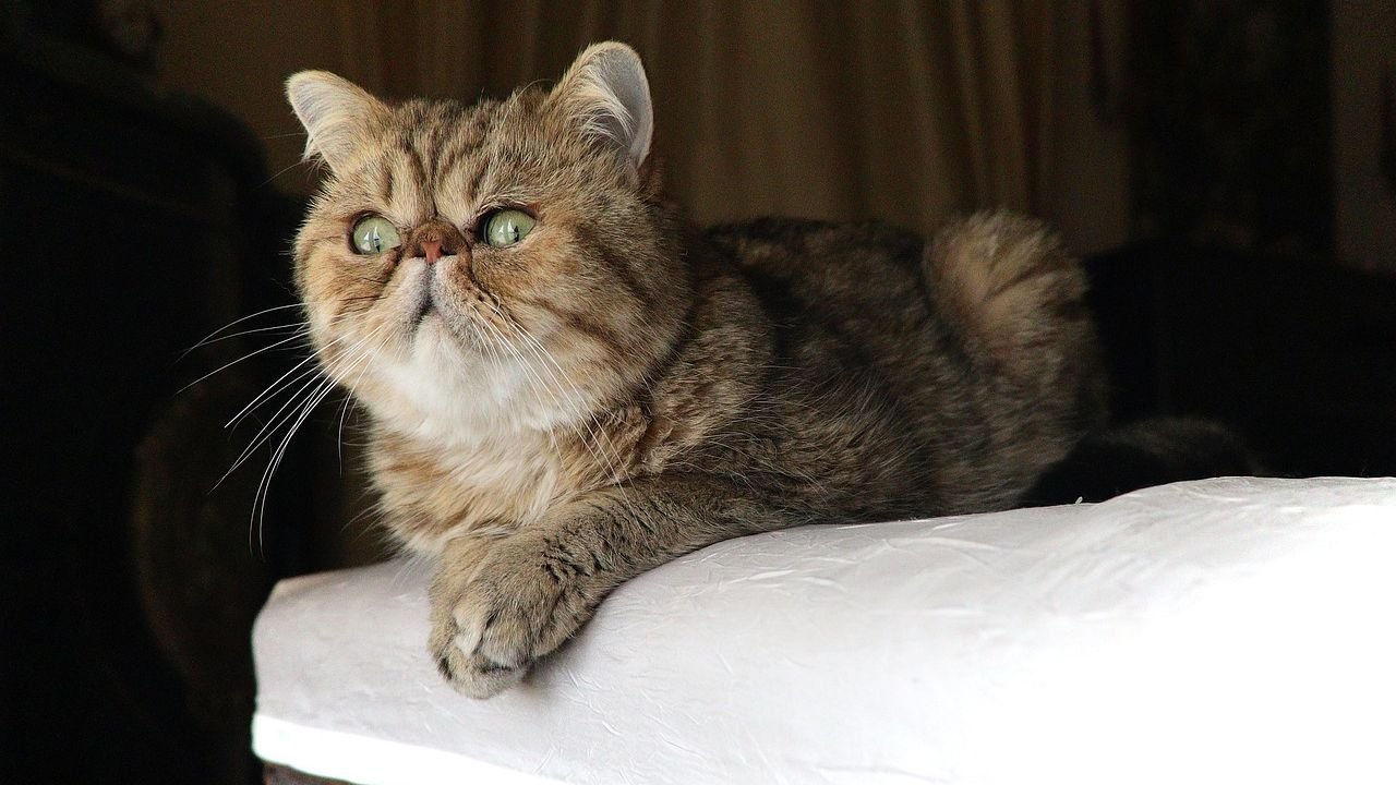 10 Cats That Are Calm Indoors and 6 That Become Restless