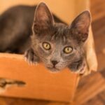 Why Does Your Cat Love Boxes So Much? The Cozy Truth Revealed