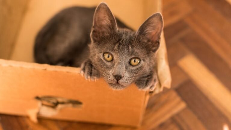 Why Does Your Cat Love Boxes So Much? The Cozy Truth Revealed