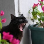Beyond the Meow: What Your Cat's Vocalizations Really Mean About Their Mood