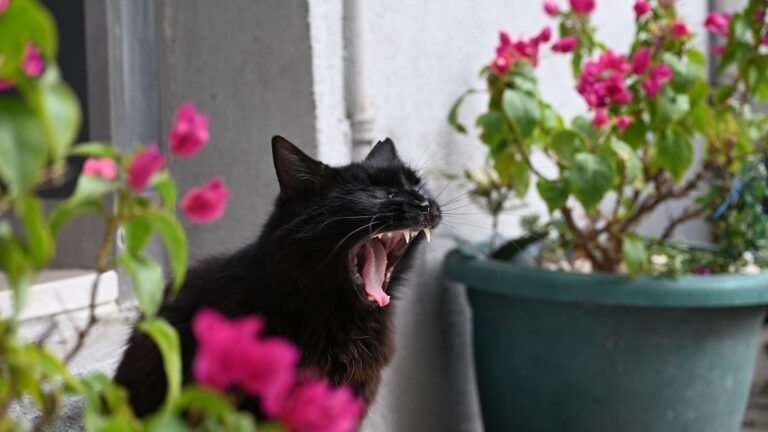 Beyond the Meow: What Your Cat's Vocalizations Really Mean About Their Mood