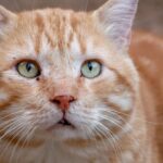 Decoding the Gaze: What Your Cat Is Really Thinking When They Stare at You