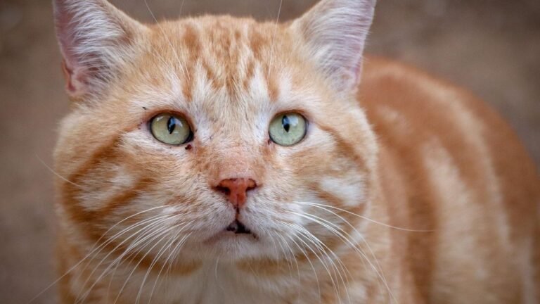 Decoding the Gaze: What Your Cat Is Really Thinking When They Stare at You