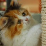 Invisible Boundaries: How Cats Mark Their Territory (and Why It Matters to Them)