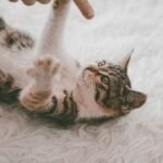 10 Clever Ways Cats Manipulate Their Humans (and Get What They Want)