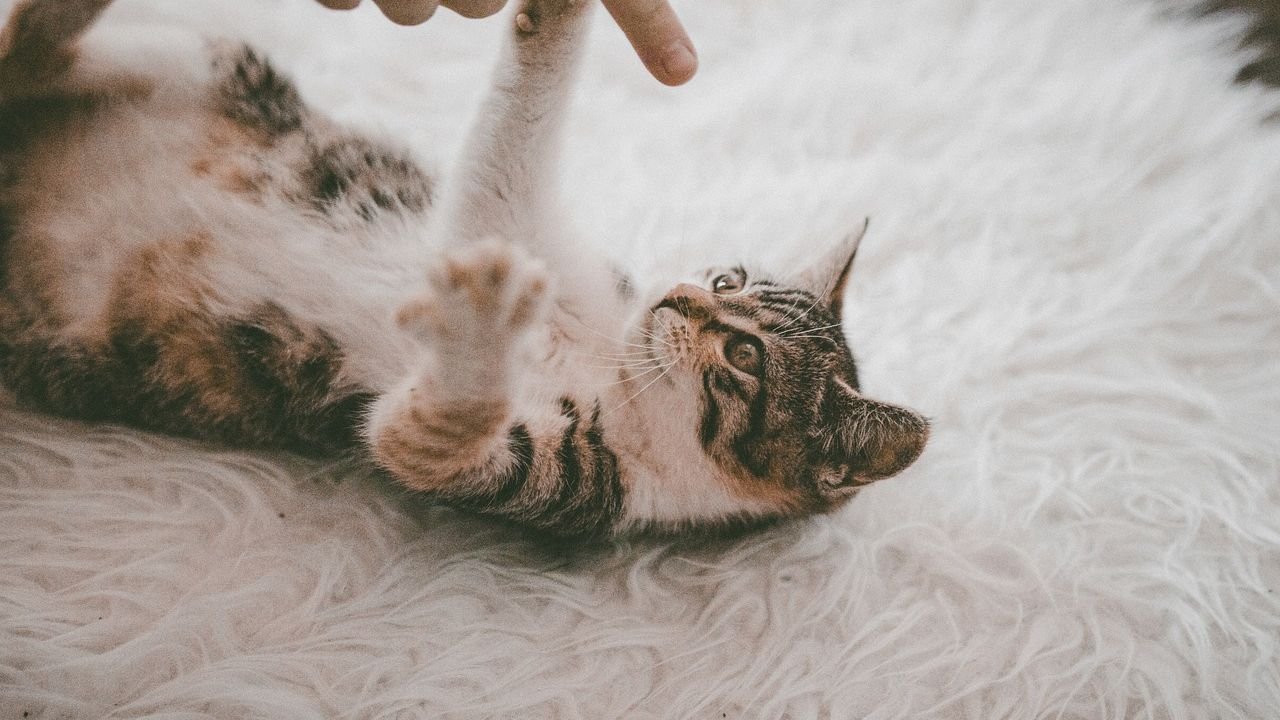 10 Clever Ways Cats Manipulate Their Humans (and Get What They Want)