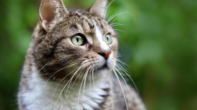 9 Subtle Signals Your Cat Uses to Communicate Their Needs to You