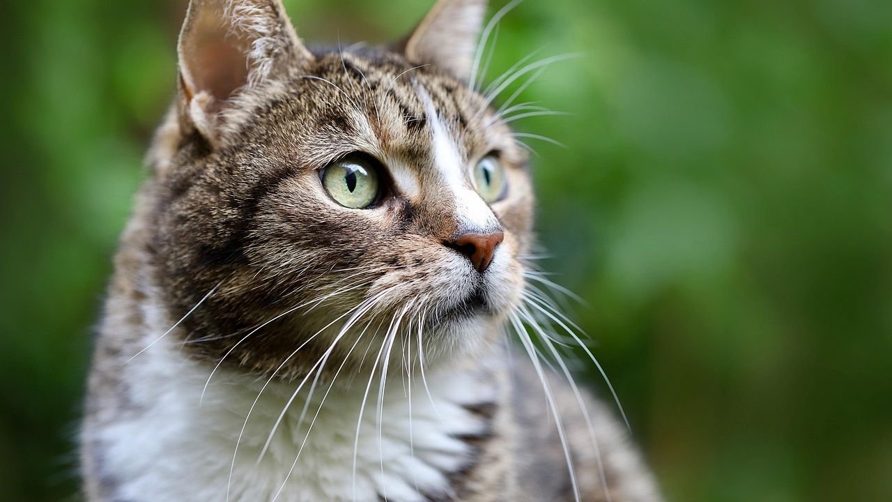 9 Subtle Signals Your Cat Uses to Communicate Their Needs to You