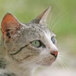 8 Little-Known Cat Facts That Will Completely Change How You See Your Pet