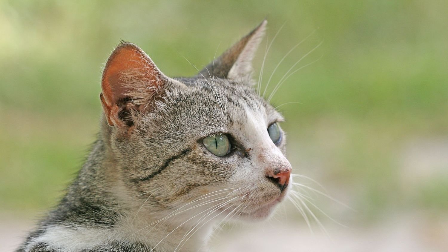 8 Little-Known Cat Facts That Will Completely Change How You See Your Pet