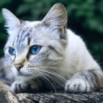 Can Cats Eat Blueberries? A Guide to Safety