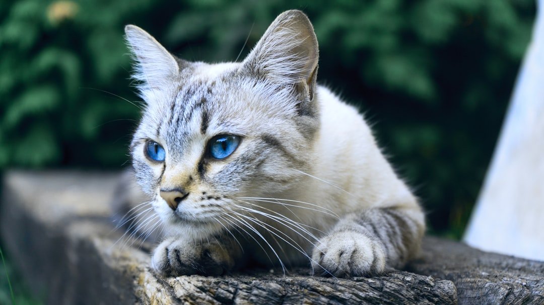 Can Cats Eat Blueberries? A Guide to Safety