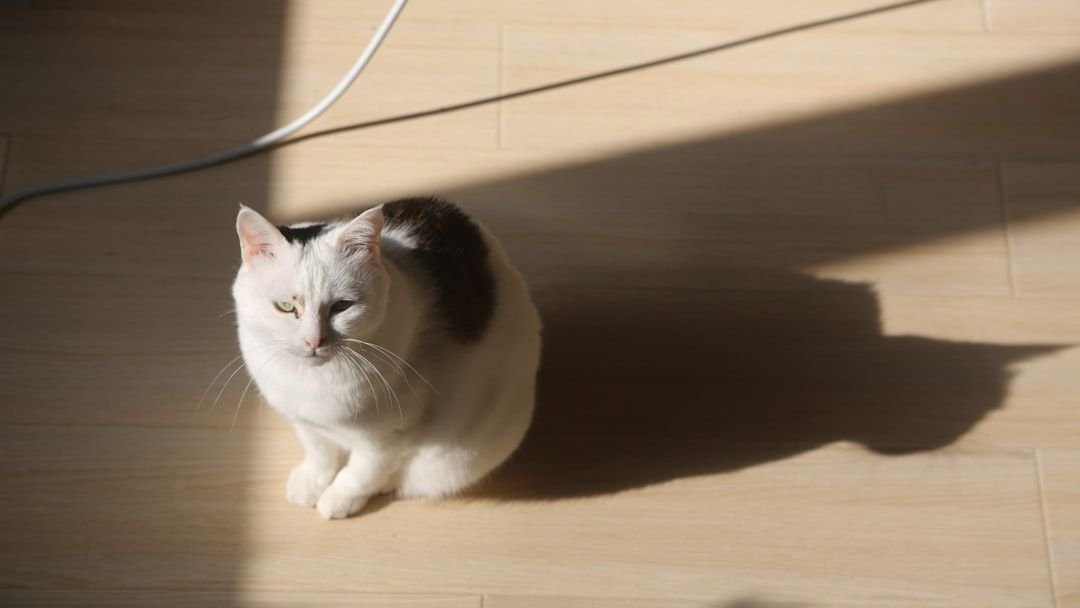 Why Do Cats Wiggle Before They Pounce?