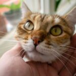 Why Cats Choose Their Person - and What It Means When They Choose You