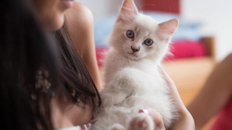 You Thought Your Cat Was Just Aloof - These 10 Signs Prove They're Secretly Obsessed With You