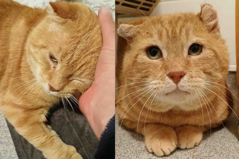 Veteran Stray Tabby Trades Street Survival for Cozy Cuddles After Six Years