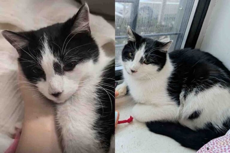 Rescued from Freezing Cardboard: How a Shy Stray Cat Became a Purring Affection Seeker