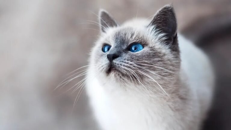 Cats Are Not Just Pets: They Are Silent Guardians of Your Home and Heart