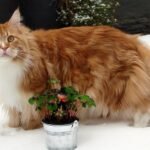 Beyond the Surface: What Your Cat's Fur Tells You About Their Inner Well-Being