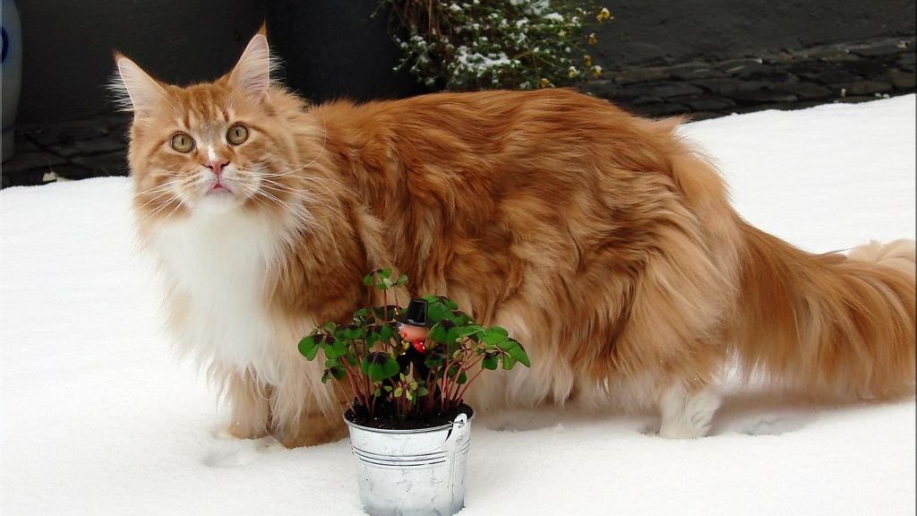 Beyond the Surface: What Your Cat's Fur Tells You About Their Inner Well-Being