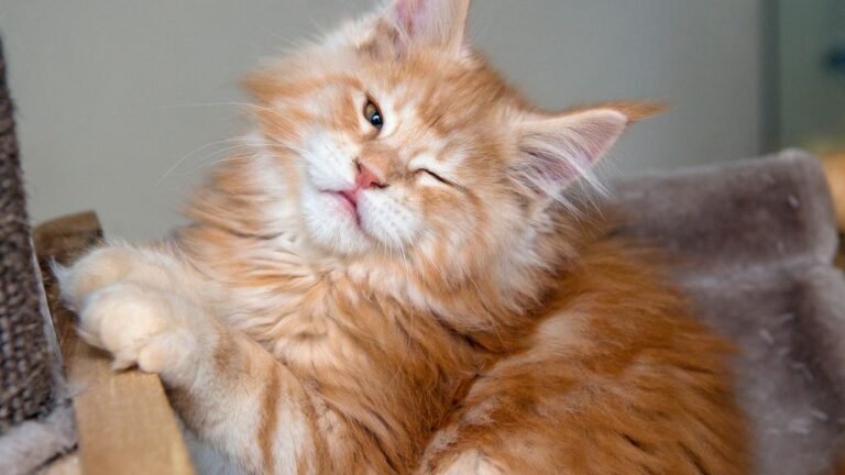 8 Clever Tricks Your Cat Uses to Get Exactly What They Want From You Daily
