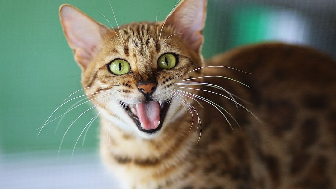 9 Fascinating Cat Breeds Known for Their Unique Communication Styles With Humans